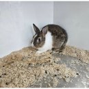 펫엔글라이더본점&로던트클럽 광주 이미지