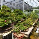 금산분재펜션 이미지