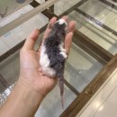 햄스터 분양 햄스터월드 이미지