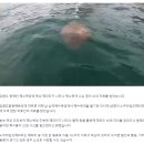 강원 삼척해수욕장서 해수욕객 42명 해파리에 쏘여 이미지