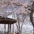 웅포 곰개나루 | 아이랑 가기 좋은 봄꽃 명소🌼 웅포 곰개나루·군산 월명산 놀이터 후기