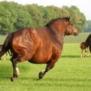 맘마니 통닭 이미지