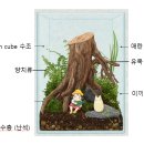 내 책상위의 작은 숲 테라리움 이미지