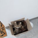 낭만고양이 이미지
