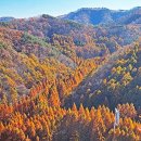 장태산 자연 휴양림 이미지