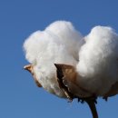 목화약국 이미지