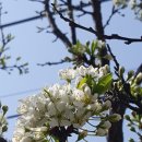 꽃피는날 이미지