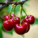 통풍에 좋은 음식 안좋은 나쁜 음식 무엇일지 한번 알아볼까 이미지