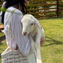 평화목장 | 베트남 나트랑 관광 :: 판랑 양떼목장 솔직 후기 (산티아고 투어 코스)