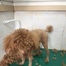 초코네 애견샵 이미지