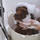 도그유토피아 살롱 이미지