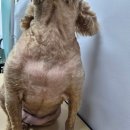 토실이네 애견 이미지