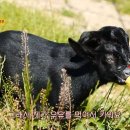 반도흑염소 농장 이미지