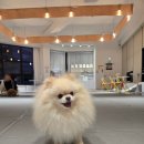 딩동댕 | 울산 애견동반 카페 끝판왕! 딩동댕 애견카페 솔직 후기