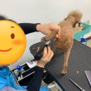 베스트강북애견미용학원 이미지