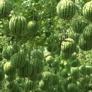 노원농장 이미지