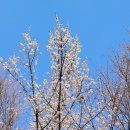 꽃보라개 이미지