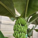 식물원 화장실 이미지