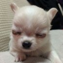 에이블리(ABLY)헤어 | 뮤트톤 파우치 털기👝🔍