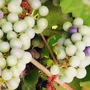 정가네칼국수 이미지