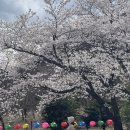 와우정사 | 엄마와 조용한 봄 산책,용인 와우정사 벚꽃 나들이 후기