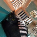 라라하귀 이미지