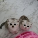 신암면037 이미지