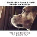 애송이 이미지