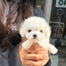 광주강아지분양 마마스미독 24시 광주봉선점 이미지