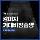 광주24시스카이동물메디컬센터 | 첨단지구동물병원 강아지 거대 비장종양 종괴제거 수술 케이스 [광주스카이동물메디컬센터]