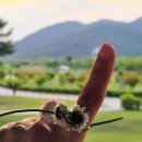 원동달팽이 이미지