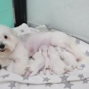 미스터브리더 이미지