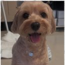 보니더펫 이미지