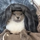 나는베짱이 이미지