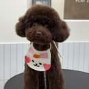 대구애견호텔 애견유치원 모여라솜뭉치 본점 | 대구애견호텔 애견유치원 추천! 모여라솜뭉치에서 우리 아이, 마음 놓고 맡겨보세요