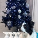 뽀숑 | [강아지탈취제 추천] 강아지 냄새 줄여준 은은한 향의 뽀숑하우스 사용 후기