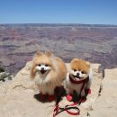 강아지 세상 이미지