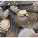 조개사랑 이미지