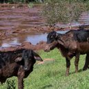 58 dead, at least 300 missing after dam collapse in Brazil by AICHA EL HAMMAR CASTANO,Good Morning America 이미지