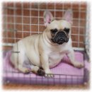 패밀리독 이미지