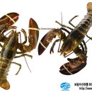 보림수산