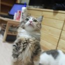 차렷 이미지