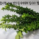 전혜숙농장 네이버블로그