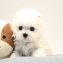 하빈애견농장 이미지