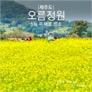 제주도 5월 유채꽃 명소 구좌읍 오름정원 입장료 주차장
