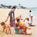 애견시선 이미지