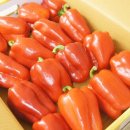 파프리카 조형물 이미지