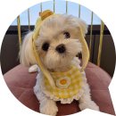 안's Body Balance | 상매동 유기견보호센터 가볼만한곳