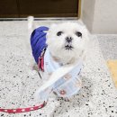 도그맘 | 겨울철 따뜻한 반려동물 패딩조끼+목도리세트