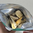 초록푸드 | 반려견 건강한 동결건조 간식 추천 트러스티푸드 가니쉬 초록입홍합 트릿 솔직한 급여 후기🦪